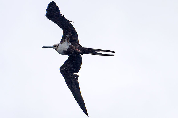 Magnificent Frigatebird (Fregata magnificens) female