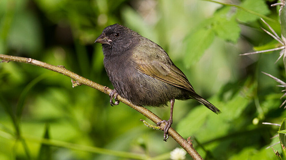 Black-faced Grassquit (Tiaris bicolor)