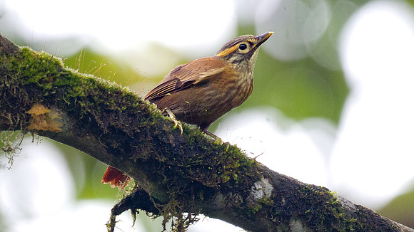 Scaly-throated Foliage-gleaner (Anabacerthia variegaticeps)