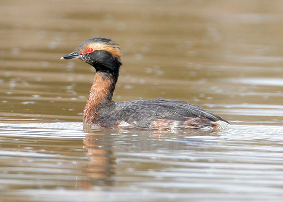 Horned Grebe (Podiceps auritus)