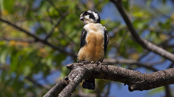 Black-thighed falconet (Microhierax fringillarius)