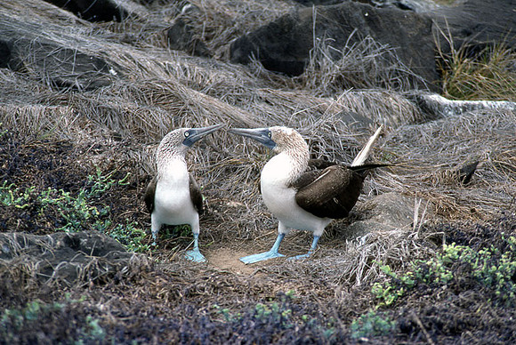 Blue-footed Booby (Sula nebouxii)
