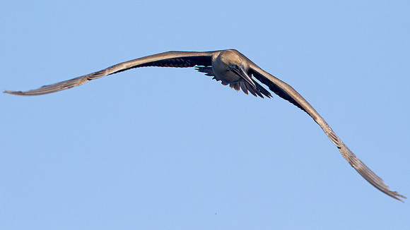 Red-footed Booby (Sula sula)