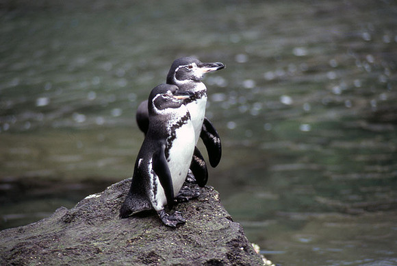 Galapagos Penguin (Spheniscus mendiculus)