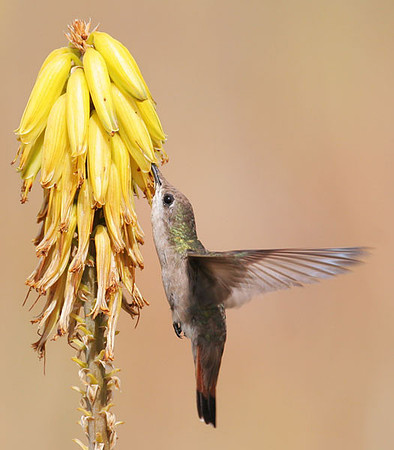 Ruby-topaz Hummingbird (Chrysolampis mosquitus) female
