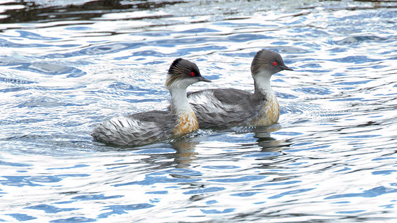 Silvery Grebe (Podiceps occipitalis)