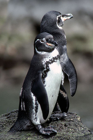 Galapagos Penguin (Spheniscus mendiculus)
