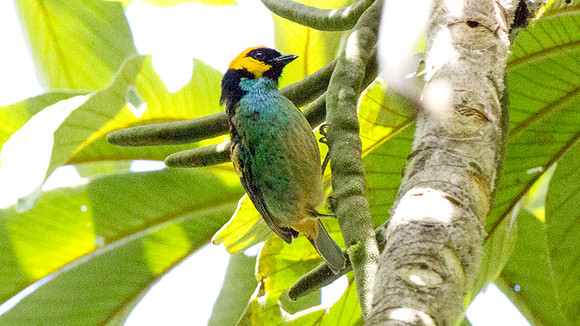 Saffron-crowned Tanager (Tangara xanthocephala)