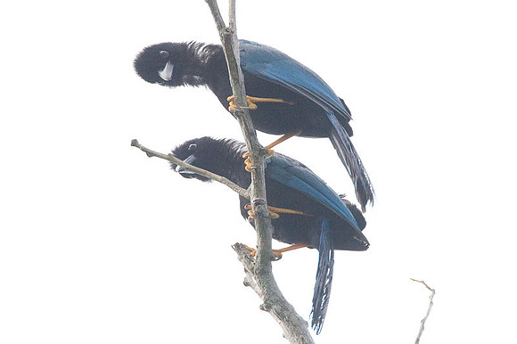 Yucatan Jays (Cyanocorax yucatanicus)