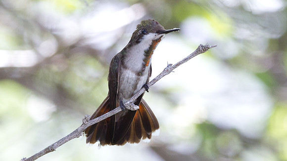 Ruby-topaz Hummingbird (Chrysolampis mosquitus) immature male