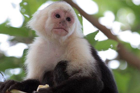 White-headed Capuchin (Cebus capucinus) also known as White-faced Capuchin