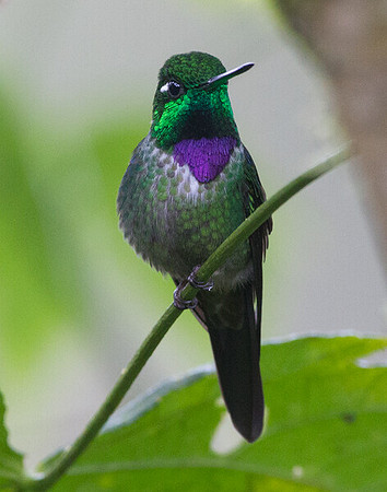 Purple-bibbed Whitetip (Urosticte benjamini)