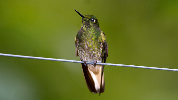 Buff-tailed Coronet (Boissonneaua flavescens)