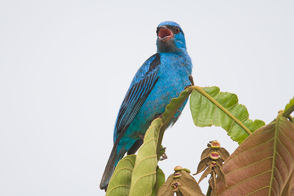 Blue Dacnis (Dacnis cayana) also known as Turquoise Honeycreeper