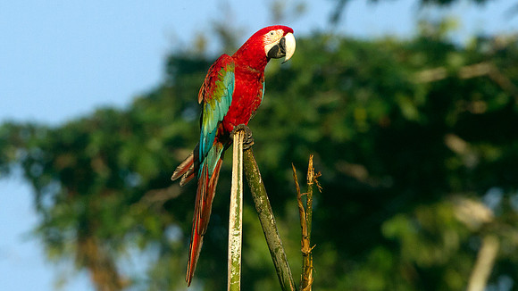 Red-and-green Macaw (Ara chloropterus)