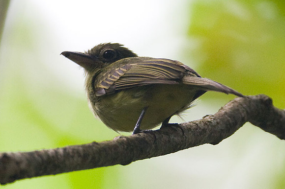 Olivaceous Flatbill (Rhynchocyclus olivaceus)