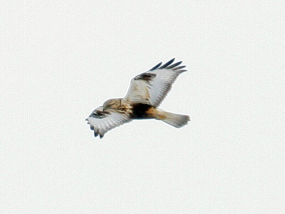 Rough-legged Hawk (Buteo lagopus)