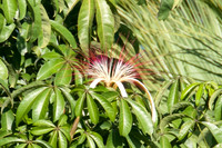 Provision Tree flower (Pachira aquatica)