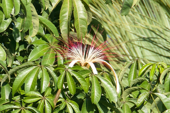 Provision Tree flower (Pachira aquatica)