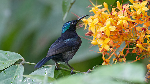 Copper-throated Sunbird (Nectarinia calcostetha) male