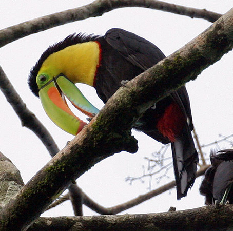 Keel-billed Toucan (Ramphastos sulfuratus) also known as Sulfur-breasted Toucan, Rainbow-billed Toucan
