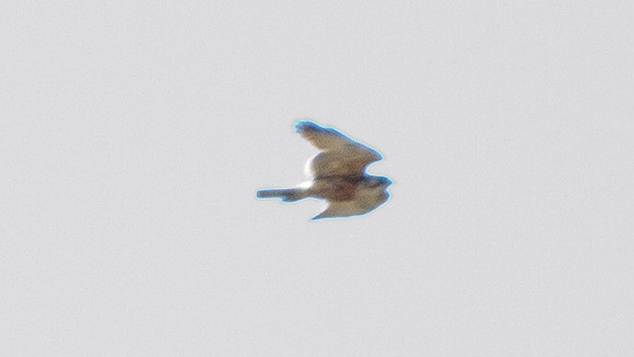 Variable Hawk (Buteo polyosoma)