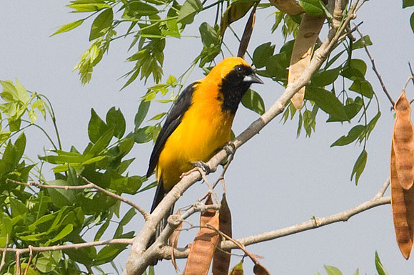 Yellow-backed Oriole (Icterus chrysater)