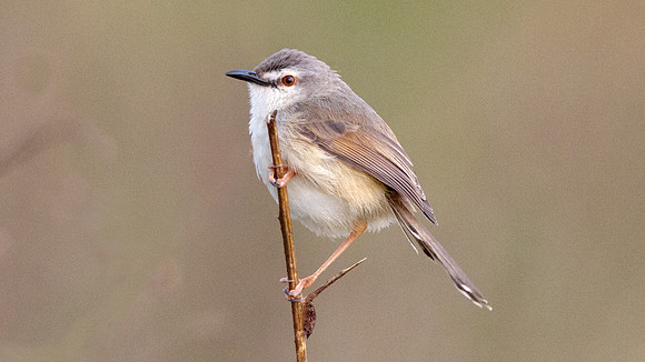 Tawny-flanked Prinia (Prinia subflava) ?