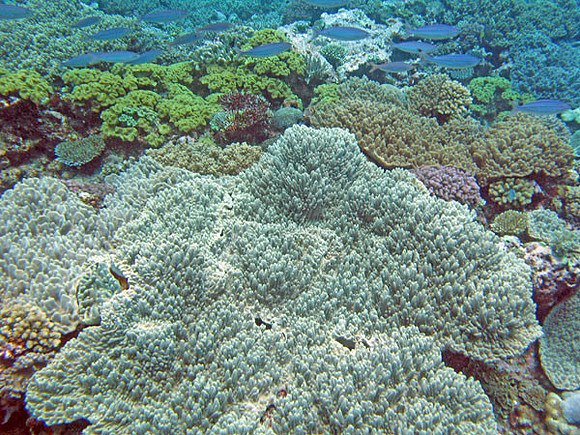 Coral