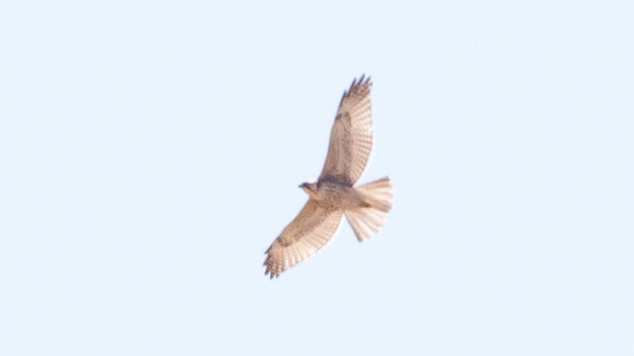Variable Hawk (Buteo polyosoma)