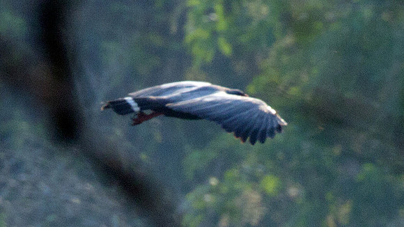 Slate-coloured Hawk (Leucopternis schistaceus)