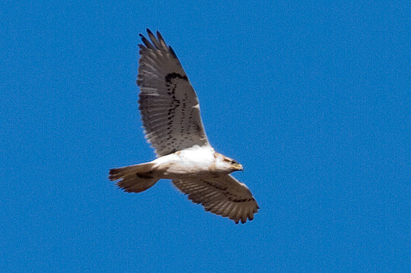 Ferruginous Hawk (Buteo regalis) light phase