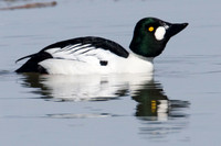 Common Goldeneye (Bucephala clangula)