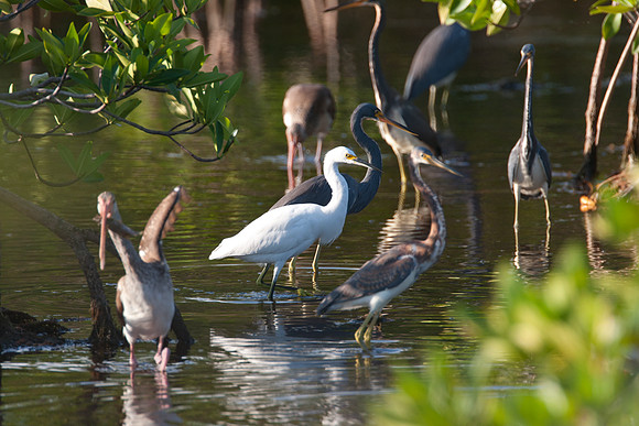 Little Blue Heron (Egretta caerulea), Snowy Egret (Egretta thula), American White Ibis (Eudocimus albus), Tricolored Heron (Egretta tricolor)