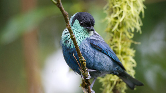 Black-capped Tanager (Tangara heinei)