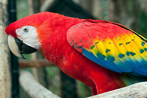 Scarlet Macaw (Ara macao) captive