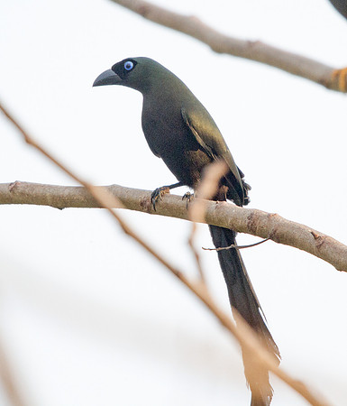 Chestnut-breasted malkoha (Phaenicophaeus curvirostris)
