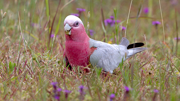 Galah (Eolophus roseicapilla)