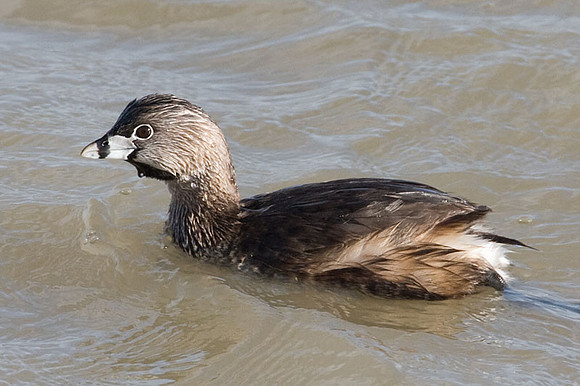 Pied-billed Grebe (Podilymbus podiceps)