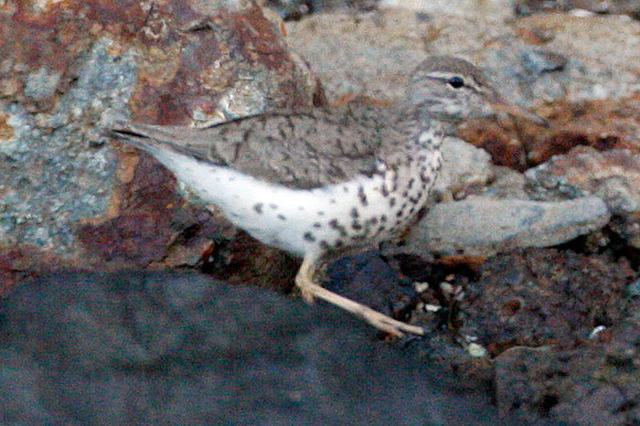 Spotted Sandpiper (Actitis macularius syn. Actitis macularia)
