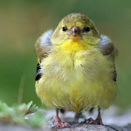 American Goldfinch (Carduelis tristis) fledgling