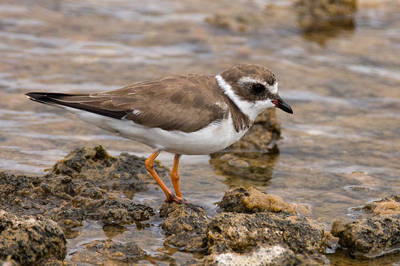 Semipalmated Plover (Charadrius semipalmatus)