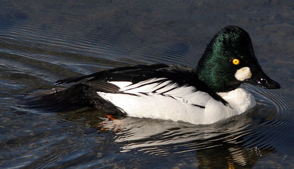 Common Goldeneye (Bucephala clangula)