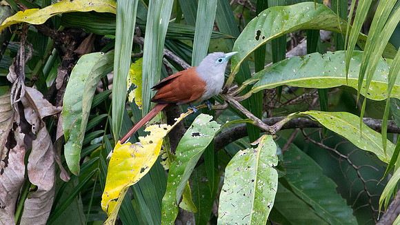 Raffles's Malkoha (Phaenicophaeus chlorophaeus) female