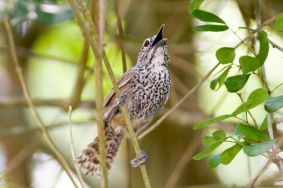 Spot-breasted Wren (Pheugopedius maculipectus)