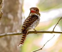 Banded Kingfisher (Lacedo pulchella) Female