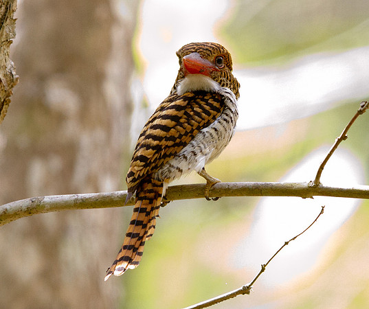 Banded Kingfisher (Lacedo pulchella) Female