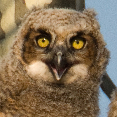 Great Horned Owl (Bubo virginianus)