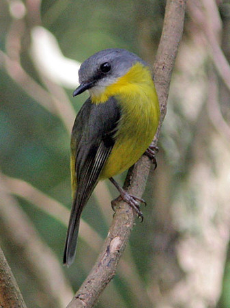 Eastern Yellow Robin (Eopsaltria australis)