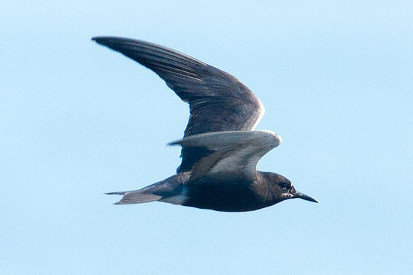 Black Tern (Chlidonias niger)